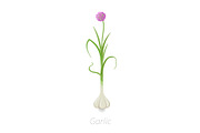 Garlic plant. Harvest vegetable