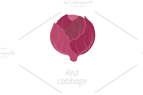 Red cabbage. Purple cabbage, red