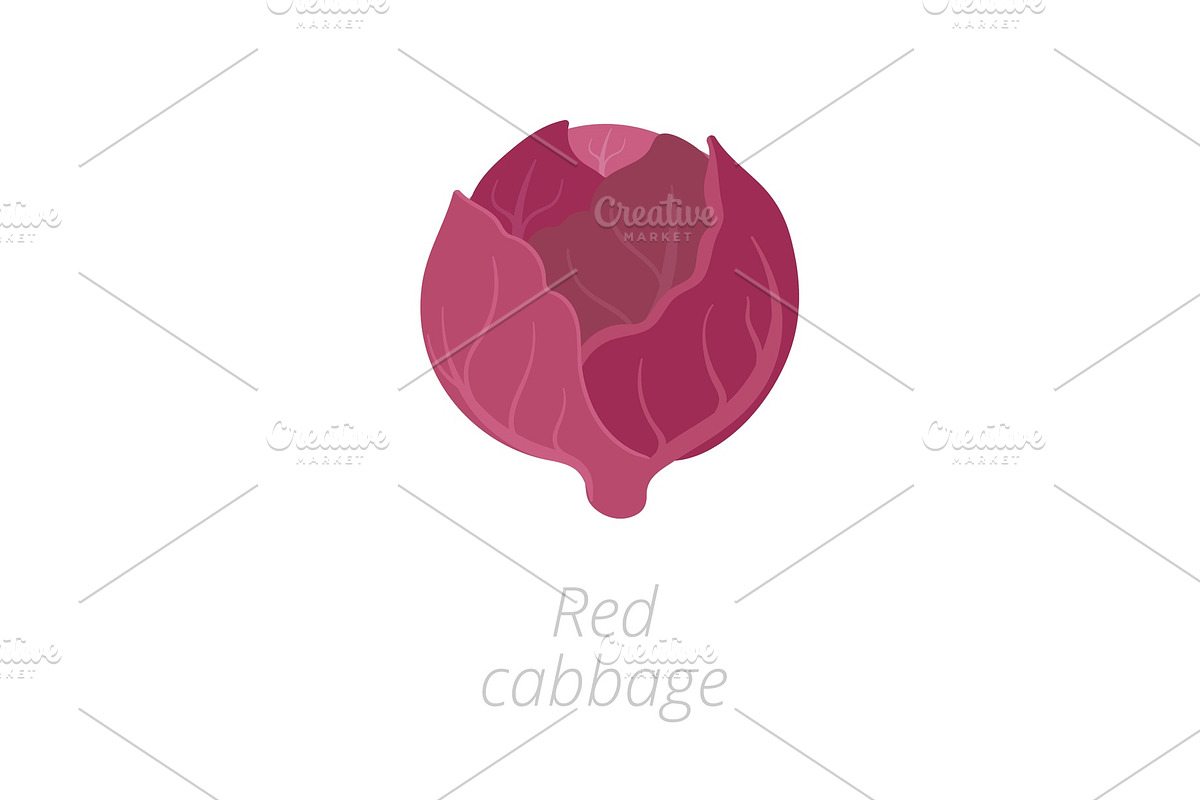 Red cabbage. Purple cabbage, red in Illustrations - product preview 8