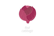 Red cabbage. Purple cabbage, red