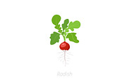 Radish plant. Raphanus raphanistrum