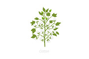 Cotton plant. Vector illustration