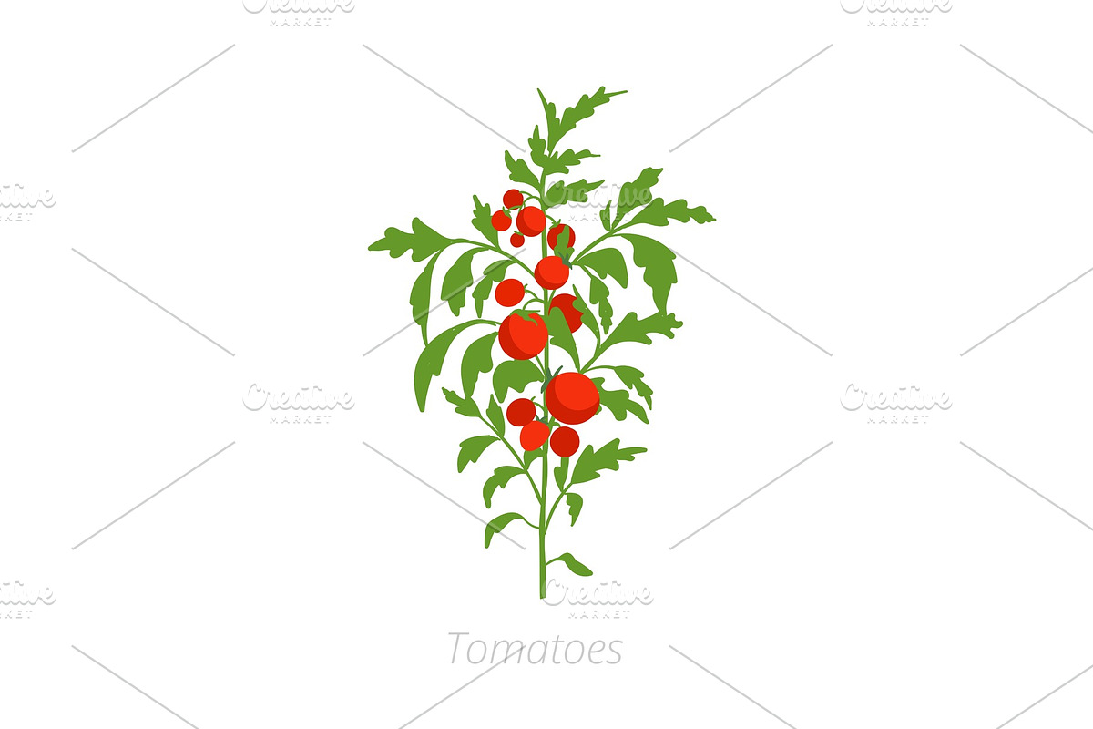 Tomato plant. Solanum lycopersicum in Illustrations - product preview 8