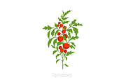 Tomato plant. Solanum lycopersicum