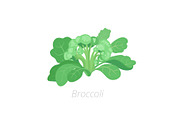 Broccoli cabbage. Broccoli plant
