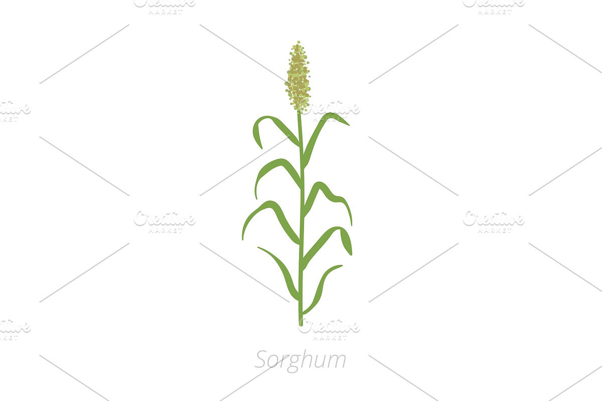 Sorghum planting. Harvest growth in Illustrations - product preview 8