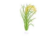 Rice plant. Oryza sativa