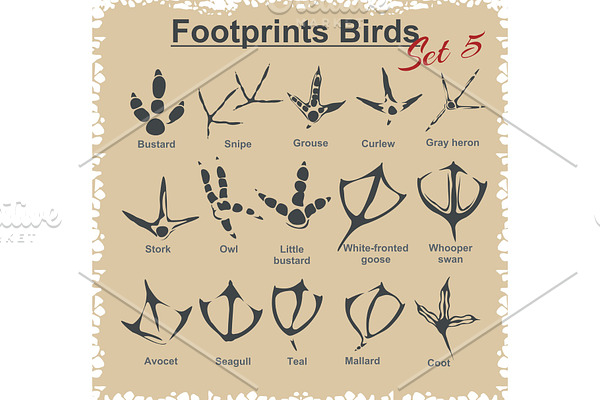 Footprints Birds - vector set.
