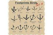 Footprints Birds - vector set.