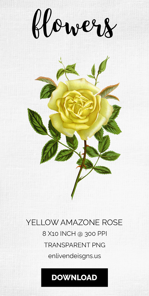 Rose Yellow Flowers in Illustrations - product preview 8