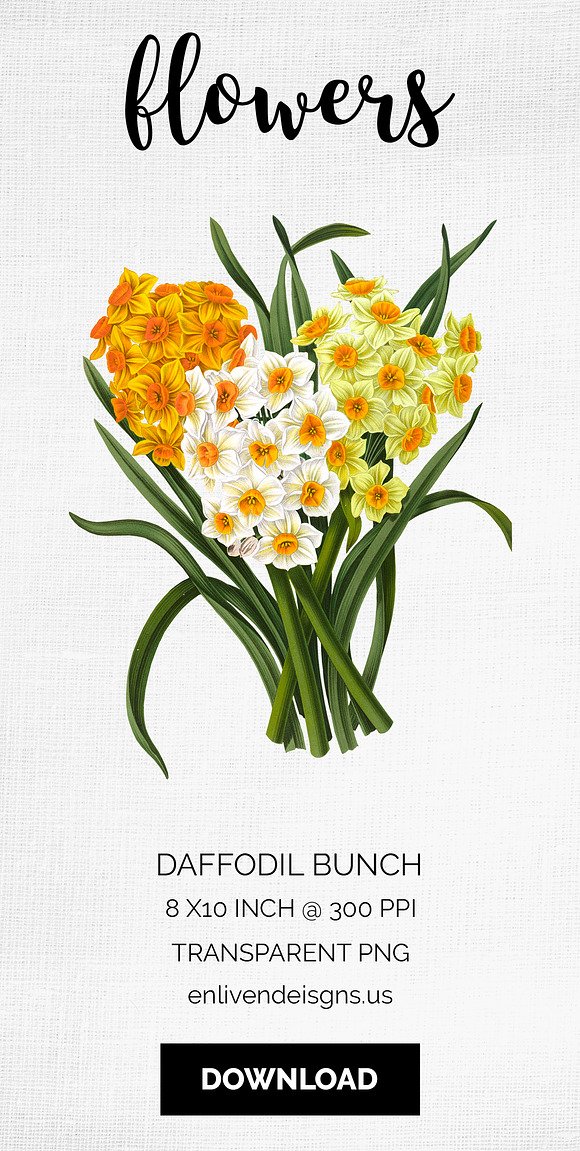 Daffodils Yellow Daffodil Bouquet in Illustrations - product preview 7