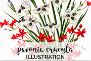 Florals Bouquet Pavonia Cruenta