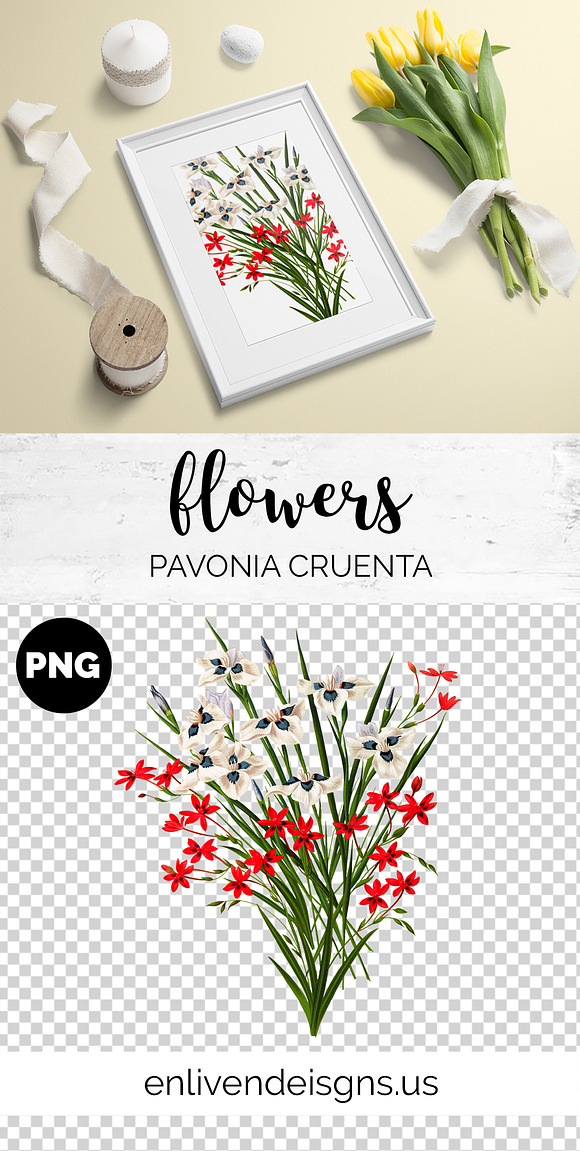 Florals Bouquet Pavonia Cruenta in Illustrations - product preview 1