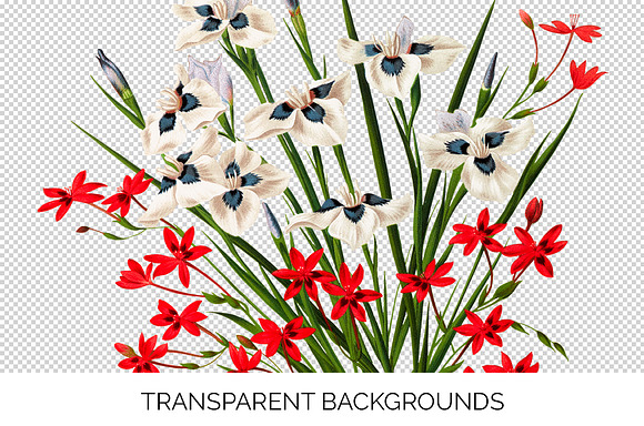 Florals Bouquet Pavonia Cruenta in Illustrations - product preview 2