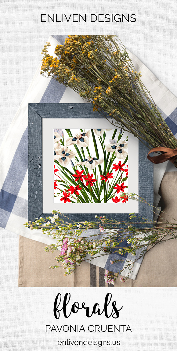 Florals Bouquet Pavonia Cruenta in Illustrations - product preview 7