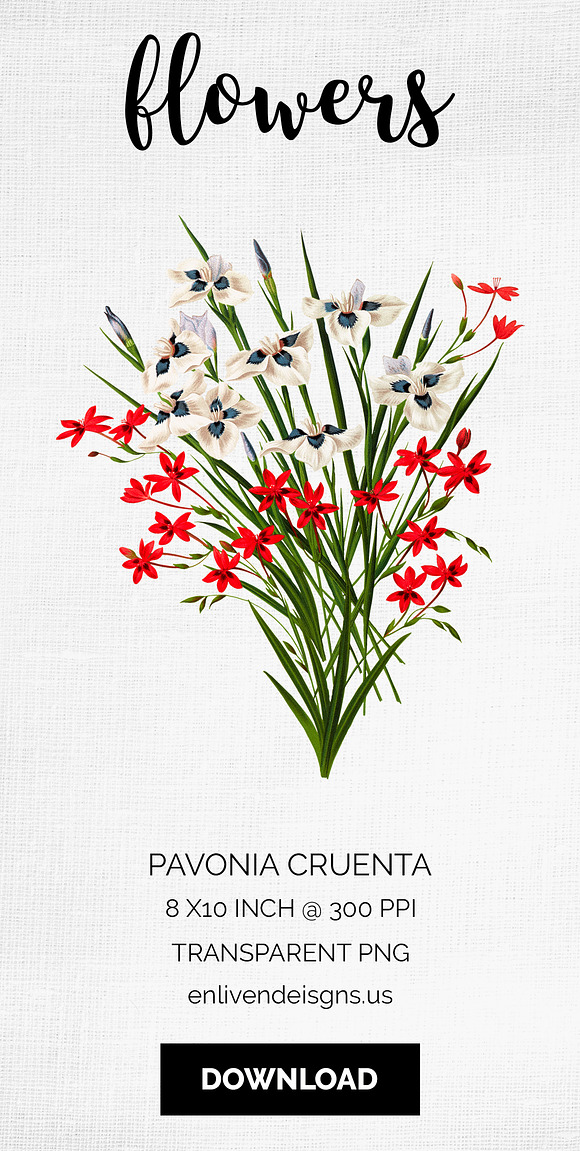 Florals Bouquet Pavonia Cruenta in Illustrations - product preview 8