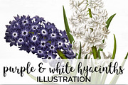 Purple and White Hyacinths Flowers