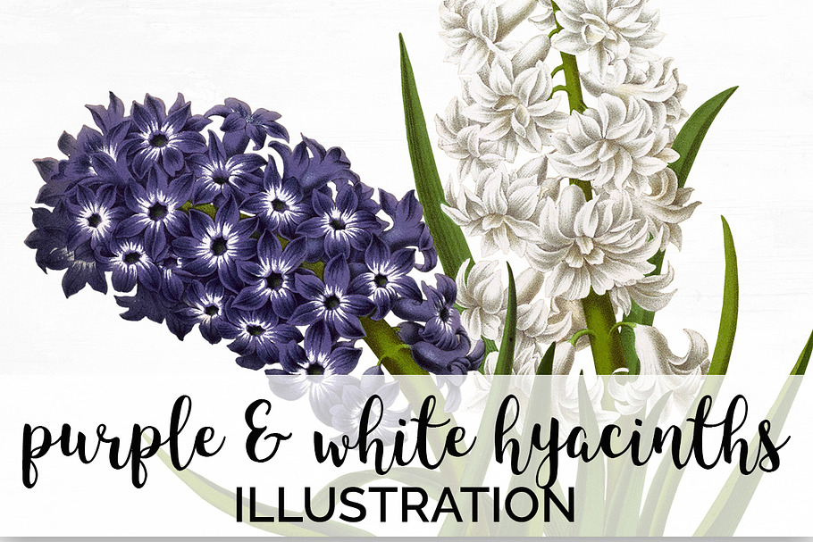 Purple and White Hyacinths Flowers in Illustrations - product preview 8