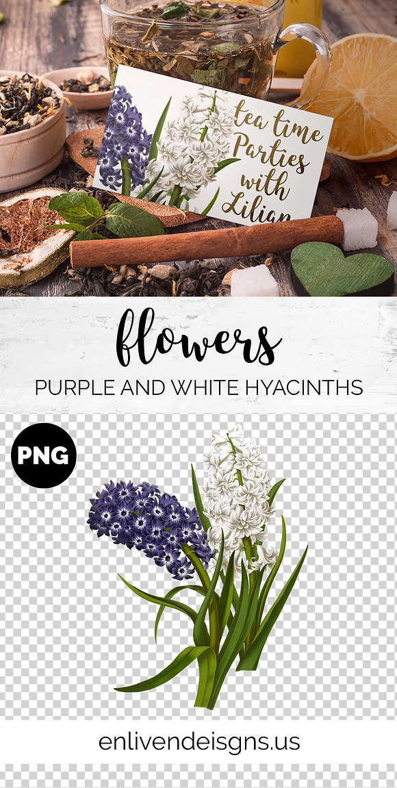Purple and White Hyacinths Flowers in Illustrations - product preview 1