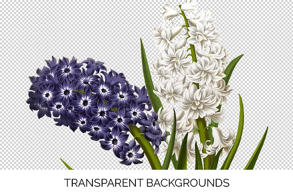 Purple and White Hyacinths Flowers in Illustrations - product preview 2