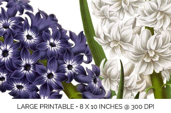 Purple and White Hyacinths Flowers in Illustrations - product preview 4