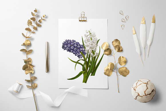 Purple and White Hyacinths Flowers in Illustrations - product preview 5