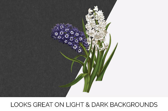 Purple and White Hyacinths Flowers in Illustrations - product preview 6