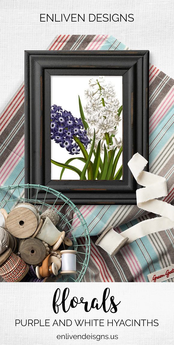 Purple and White Hyacinths Flowers in Illustrations - product preview 7