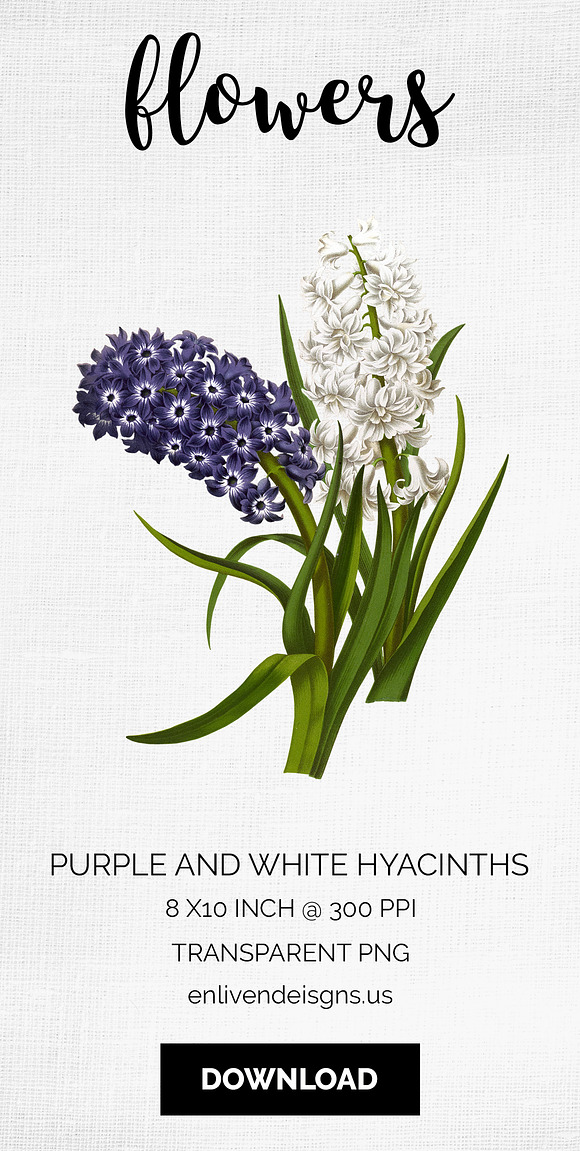 Purple and White Hyacinths Flowers in Illustrations - product preview 8