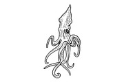 Squid animal sketch engraving vector
