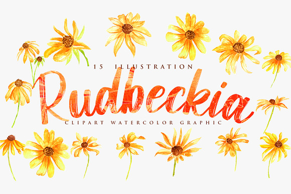 15 Watercolor Rudbeckia Illustration in Objects - product preview 4