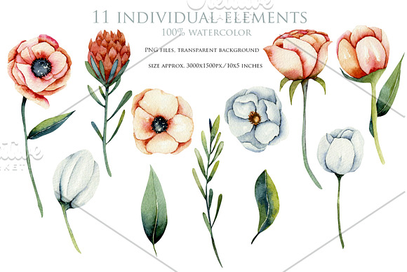 Vermont flowers. Big floral clipart. in Illustrations - product preview 10