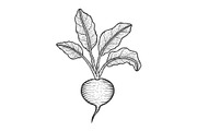 Beetroot vegetable sketch engraving