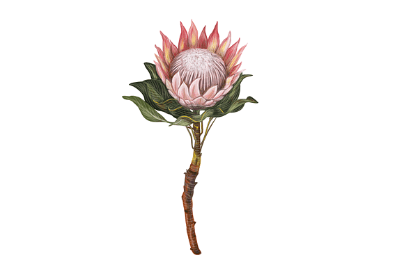 Protea flowers. Awesome blossom. in Illustrations - product preview 17