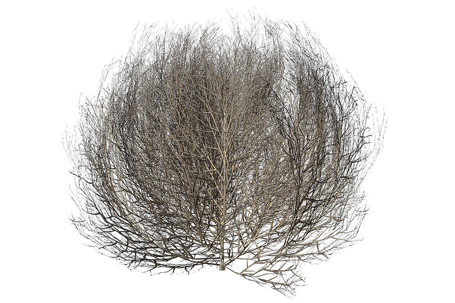 Tumbleweed LOW in Nature - product preview 8