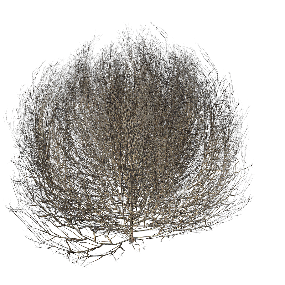 Tumbleweed LOW in Nature - product preview 3