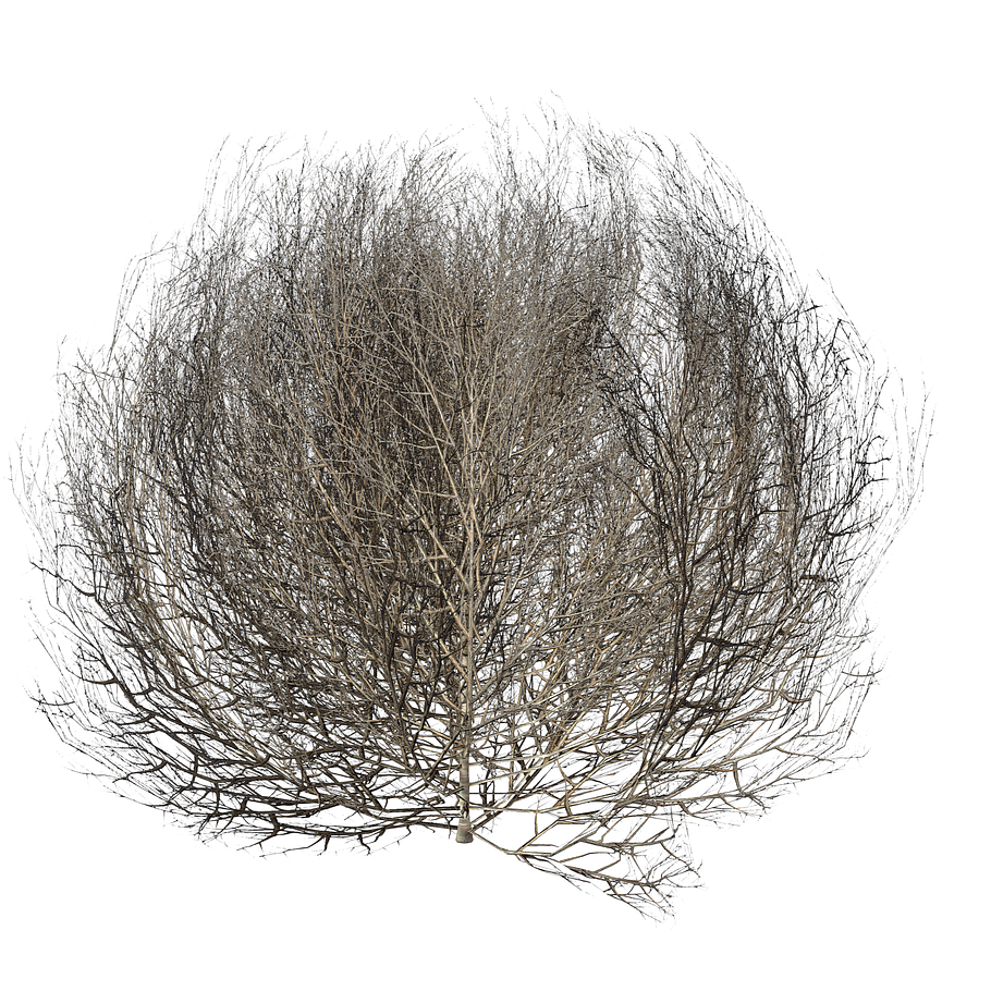 Tumbleweed LOW in Nature - product preview 4