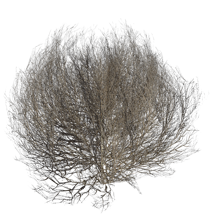 Tumbleweed LOW in Nature - product preview 5