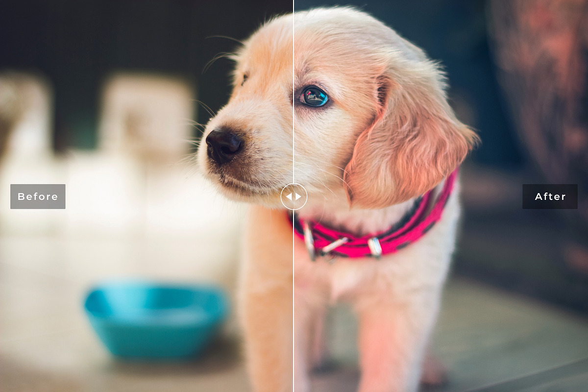 My Dog Lightroom Presets in Add-Ons - product preview 8