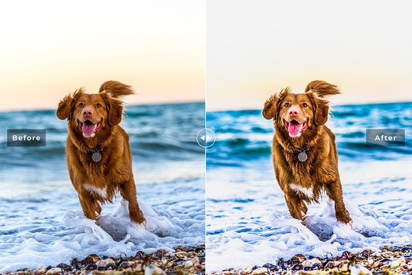 My Dog Lightroom Presets in Add-Ons - product preview 1