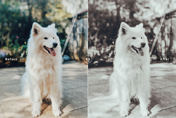 My Dog Lightroom Presets in Add-Ons - product preview 2
