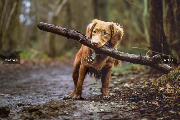 My Dog Lightroom Presets in Add-Ons - product preview 3