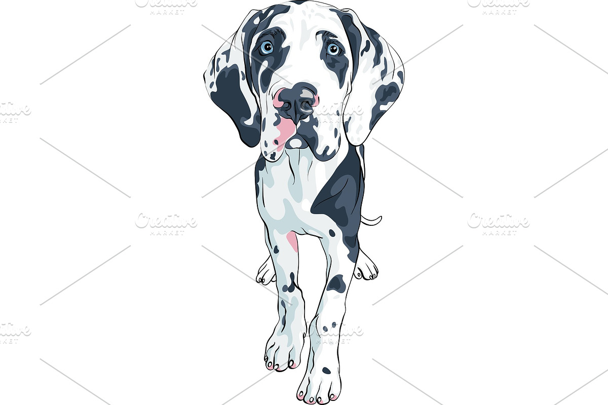 vector spotted dog Great Dane breed in Illustrations - product preview 8