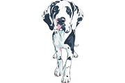 vector spotted dog Great Dane breed