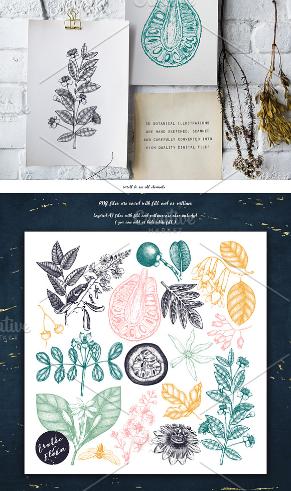 Exotic Plants Vector Collection in Objects - product preview 2