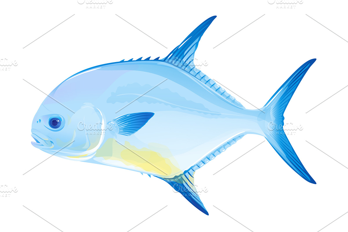 Permit fish in Illustrations - product preview 8