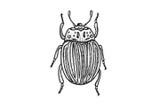 Colorado beetle sketch engraving