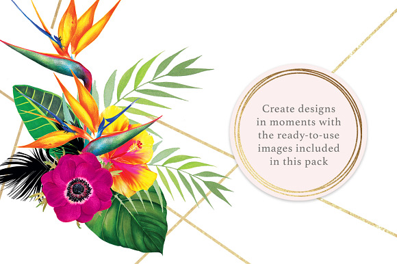 PARADISO PACK in Illustrations - product preview 6