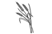 Wheat ear spikelet sketch engraving