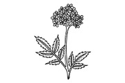 Valerian herb sketch engraving